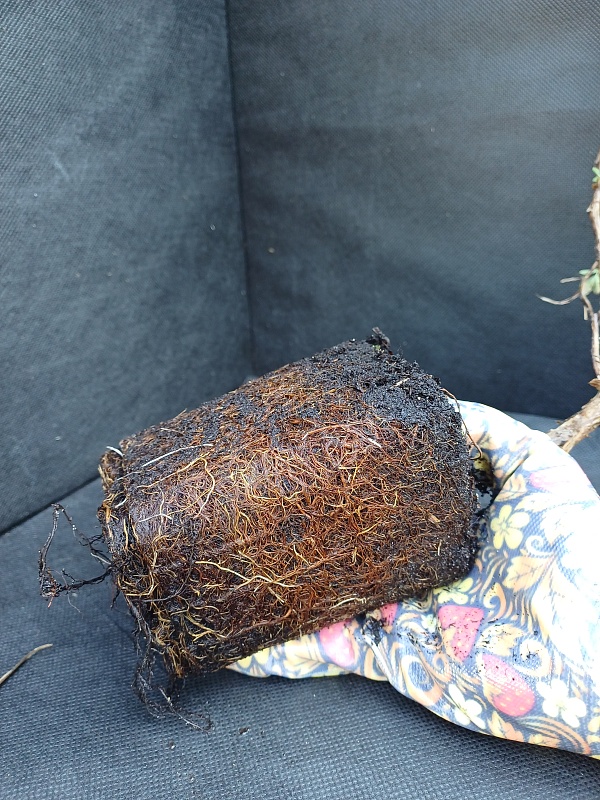 Лапчатка (Курильский чай) Мак Кейс Вайс 1 шт Р9